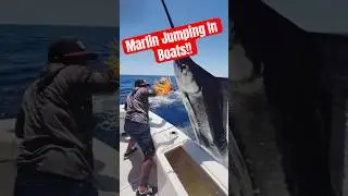 Marlin jumping in boats - #fishing #fishingvideo #fishinglife