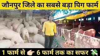 जौनपुर जिले का सबसे बड़ा पिग फार्म || 1 फार्म से 6 फार्म तक का सफर💸 || सुअर पालन का शुरुआत कैसे करे