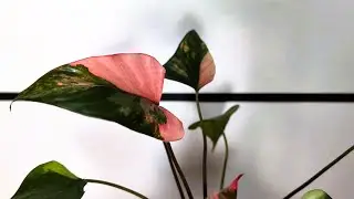 HOMALOMENA 