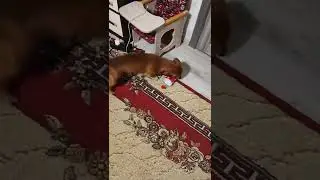 Что с моим псом😂 | RIDANY