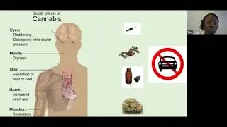 Efectos adversos y contraindicaciones del cannabis
