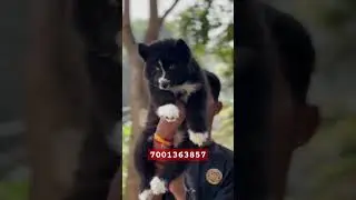 Most exotic Husky puppy in India #husky #agoutihusky #puppy #woolyhusky