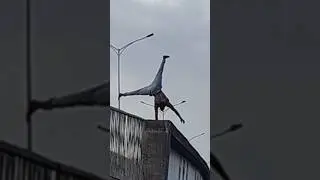 #insane#calisthenics#fearless#control#balance#viral#shorts#streetfitness#mindblowing#handstand#love