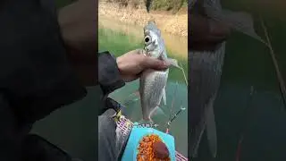 第四季冬季荒野钓鱼求生第3天：一不小心，暂居第一！