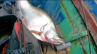 FULL STRIKE ‼️ TEKNIK INI TERBUKTI PALING JITU MANCING BELIDA 
