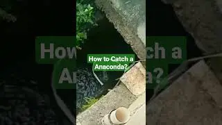 How to Catch a GIANT Anaconda? Very Big Snake Caught #howto #shorts