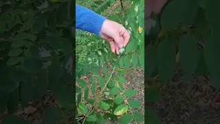 Miniarka na robinii