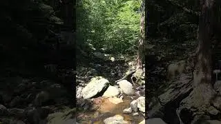 SPOTLIGHT ON PEACEFUL STREAM, CALMING, MAJESTIC, #nature, #river, #majestic, #peace, #forest,
