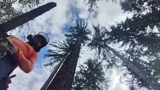 Jak dostat strom ze svahu bez námahy 585-2025 a 🎻Stihl 462