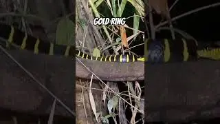 golden ring snake #shortvideo #hunting #nature #wildernessseason #wildlife #borneoforests