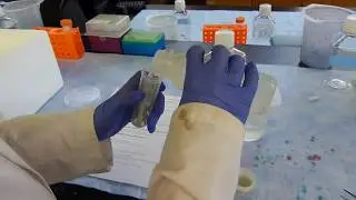 Vascular graft endothelialization lab