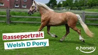 Das Welsh D Pony im Rasseportrait