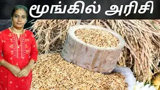 Moongil rice importance in tamil || benefits of Moongil rice || Rice varieties ||  guruselvi krishna