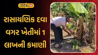 Amreli Agriculture News | રાસાયણિક દવા વગર ખેતીમાં 1 લાખની કમાણી | Gujarati Samachar | Local18