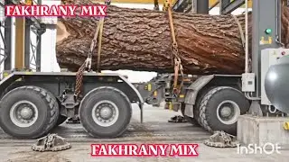 رحلة الخشب: من الغابة إلى الأثاث 