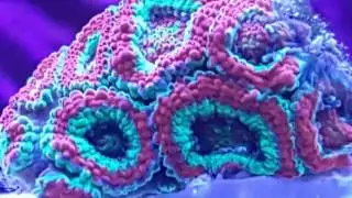 My ocean revive T247 light cycle, 180g marine mixed reef saltwater aquarium