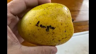 Langra Mango - Tasting Florida Grown Mangos Langra Benarasi