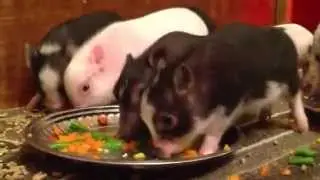 Micro piglets nov 6 litter eating dinner