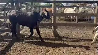 LOTE 218 - 08 f&ecirc;meas nelore 211kg
