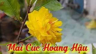 Mai Cúc Hoàng Hậu 🥰 Mai Cúc Top 1 Của Bình Định 🥰🥰🥰 24/11/19