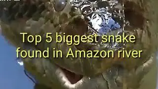 5 biggest Snake found in Amazon River