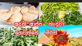 ආප්ප  හැදුවා  අදත්  මිරිස්  ගොඩක්  කැඩුව hoppers 😊#srilankanfood #lifeindenmark #hoppers 