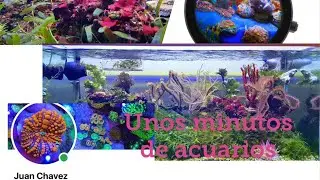 El acuario Marino de Macro Algas de mi amigo Juan Chávez , es verdaderamente impresionante ! 🐠