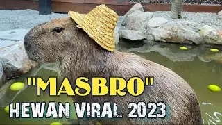 VIRAL Meme 