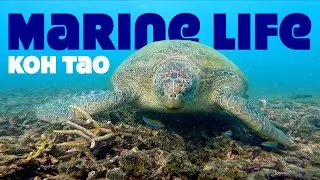 Koh Tao Marine Life || Thailand diving