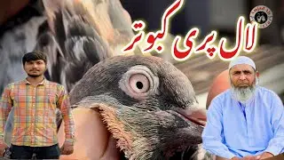 Lal pari kabootar || #amjadaliofficial 