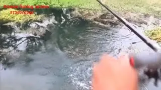 Record size snakehead fishing video || Big fishing vidoes #Rizwan fishing