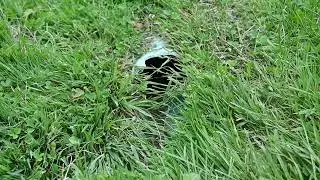 Baby Groundhog Call