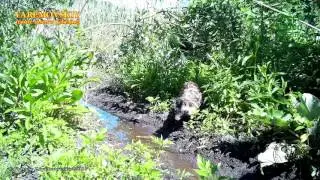 Raccoon dog/ Енотовидная собака/ Nyctereutes procyonoides. Encyclopedia of Wildlife Project