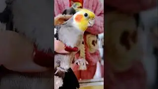 Cute Cookie Song Serenade 🎶🦜❤️ #cockatielscraze #birdsinging