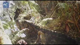 Infrared cameras capture rare leopard in SW China