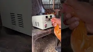 Trimming the beaks of the Golden mishri  chicken