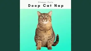 Soothing Cat Dream Music for Sweet Dreams