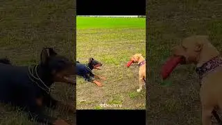 The dog run is scaryd #pitbull #doberman #rottweiler #shorts