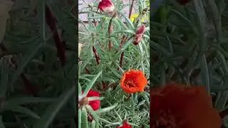 How to Start Portulaca or Moss Ross from Seeds #plants #seeds #success