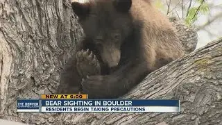 Bear sightings beginning in Boulder