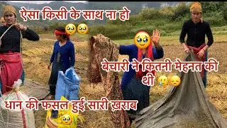 पूरी फसल हो गई ख़राब 🥹 कितनी मेहनत से लगाया था धान 🌾 