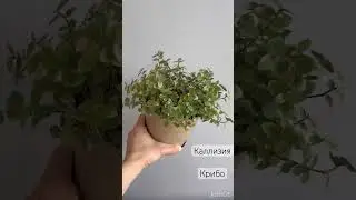 Каллизия Repens Kribo