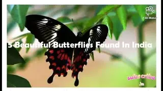 5 Common And Beautiful Butterflies Found In India
