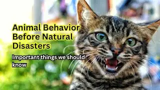 Amazing Facts | Animal Behavior Before Natural Disasters
