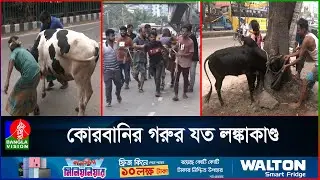 ছুটে যাওয়া গরুর হামলায় হাসপাতালে ৩ জন, ১২ জন মিলে আনলেন ধরে