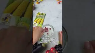Unpacking corn from a Ural summer resident 🌽