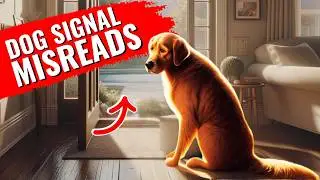 Shocking Truth About Your Dog's Secret Language