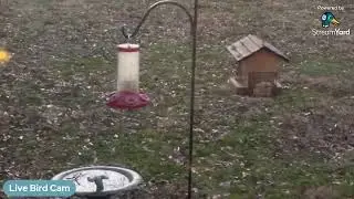 Live Bird Cam Test