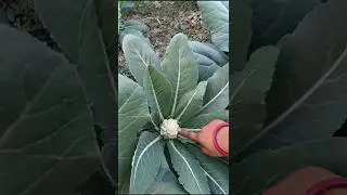 #YouTube short #Kakoli exclusive video#পোকা আছে কিনা