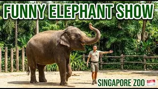 Singapore Zoo Elephant Show 🐘 | Elephants of Asia Full Performance